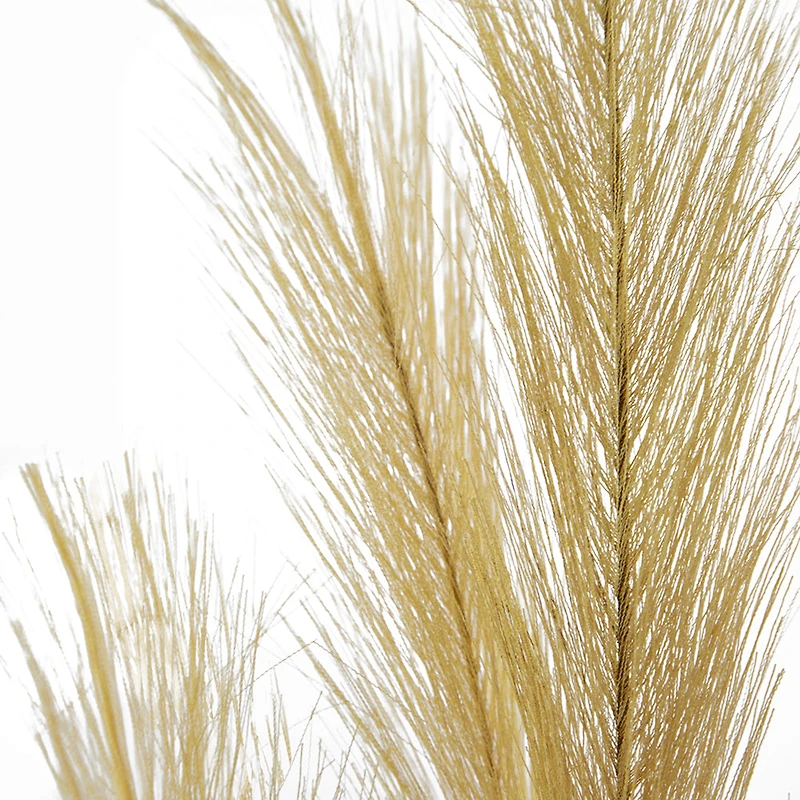 Gold Pampas Grass