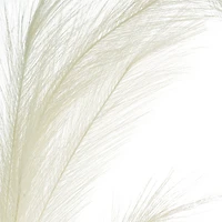 White Pampas Grass