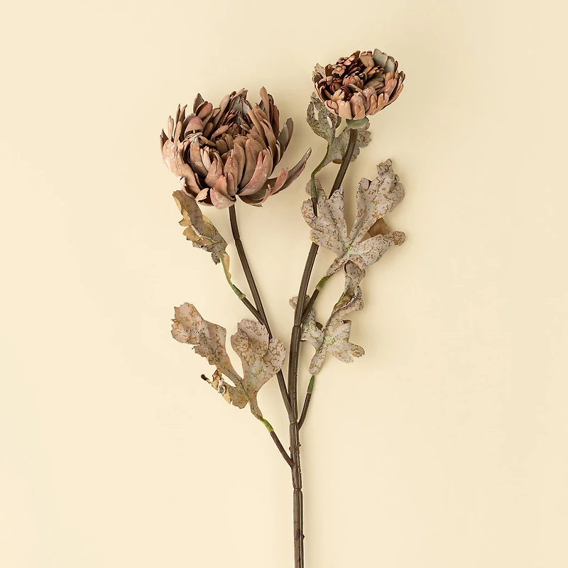 Tige de fleurs de Dahlia - Brun