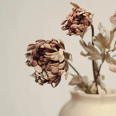 Tige de fleurs de Dahlia - Brun