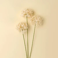 Tige d'allium - Champagne