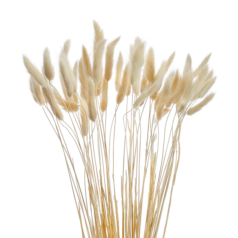 Lagurus stem bundle