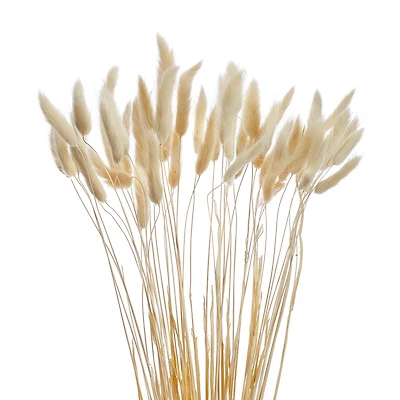 Lagurus stem bundle - White