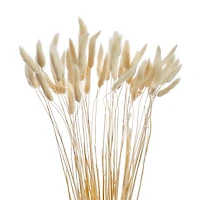 Lagurus stem bundle