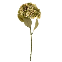 Hydrangea stem - Green