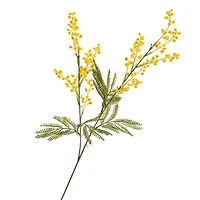 Tige de fleurs de mimosa