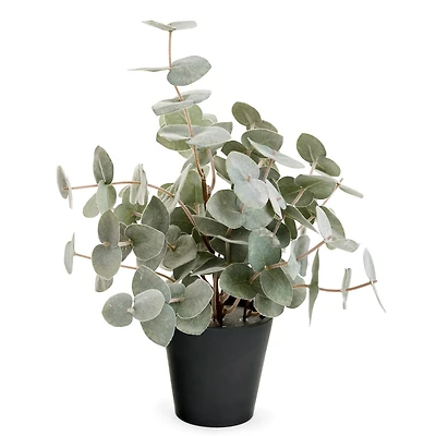 Eucalyptus en pot noir