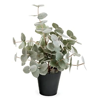 Eucalyptus en pot noir