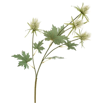 Eryngium stem - Green