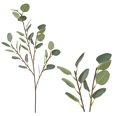 Branche d'eucalyptus - 31"