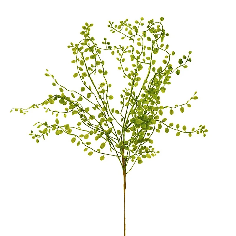 Branche de muehlenbeckia - Vert