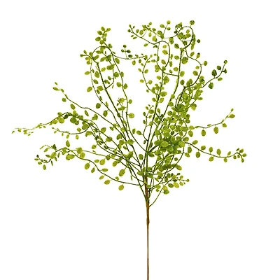 Muehlenbeckia branch - Green