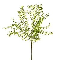 Branche de muehlenbeckia - Vert