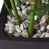 Bambou en pot noir