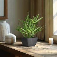 Bambou en pot noir