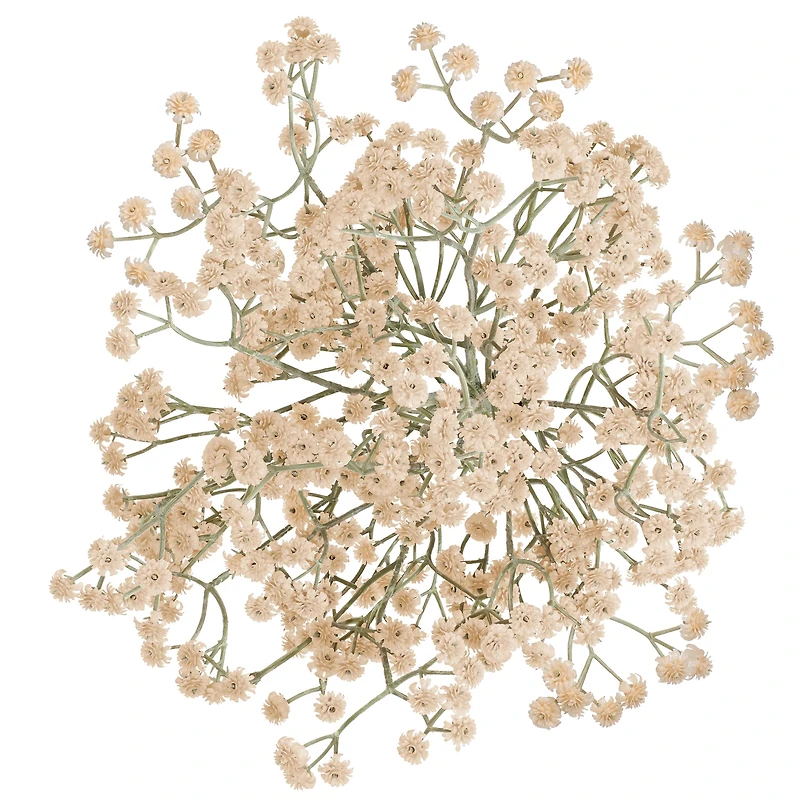 Branche soupir de bébé - Crème