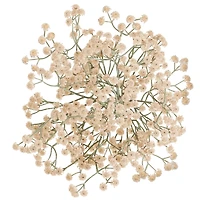 Branche soupir de bébé - Crème