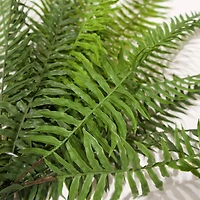 Bouquet de fougère