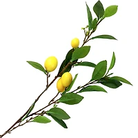 Branche de citronnier - 34"