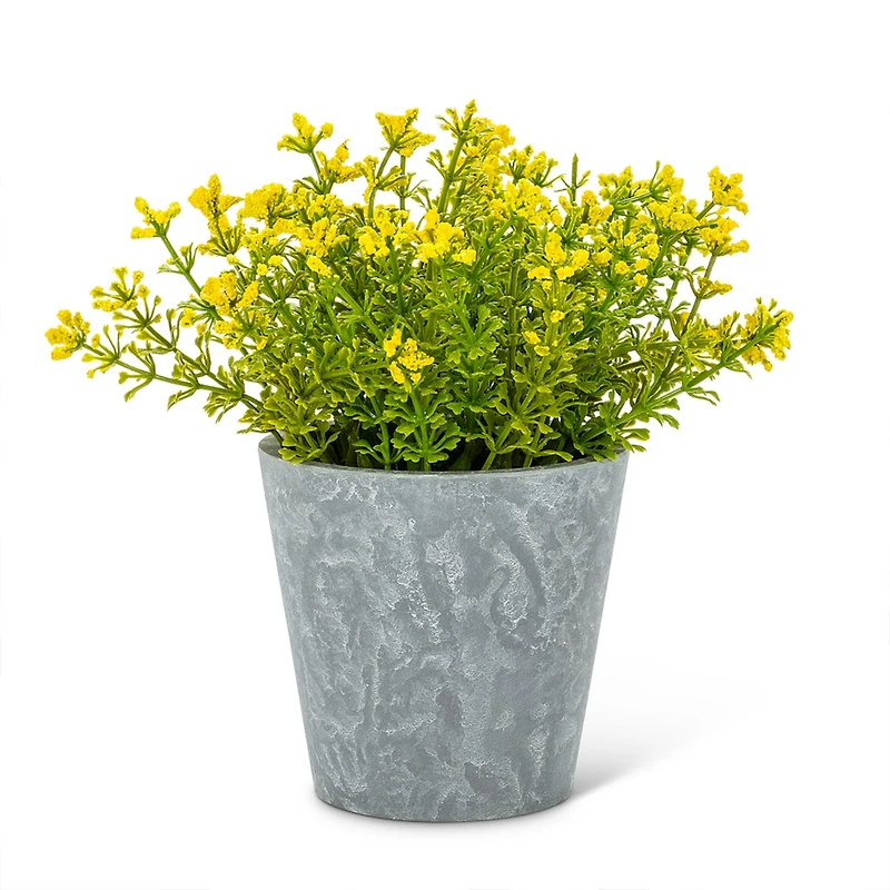 Fleurs jaunes en pot