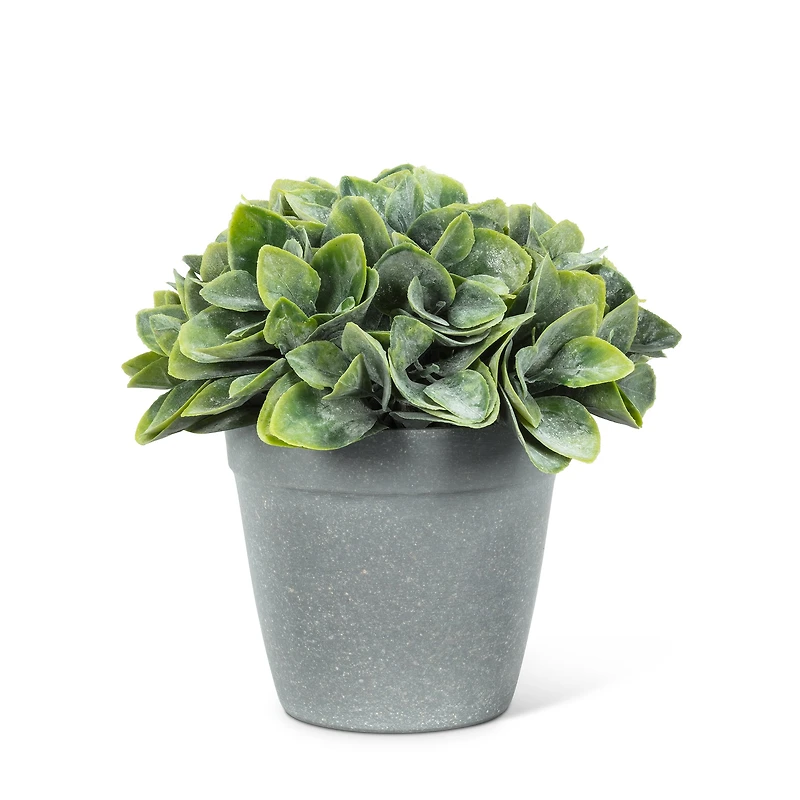 Philodendron cement pot