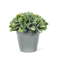 Philodendron cement pot
