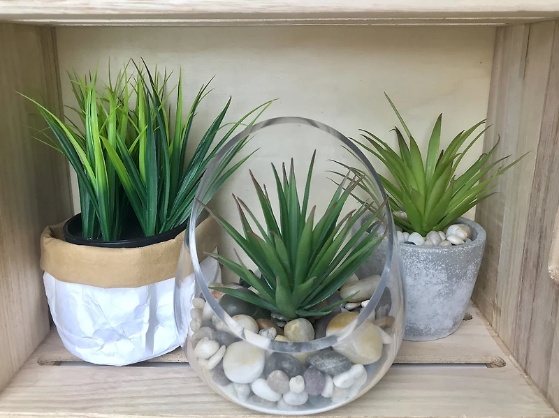 Plante verte en pot