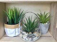 Plante verte en pot