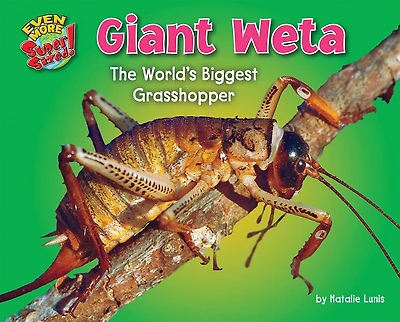 Giant Weta: The World's Biggest Grasshopper