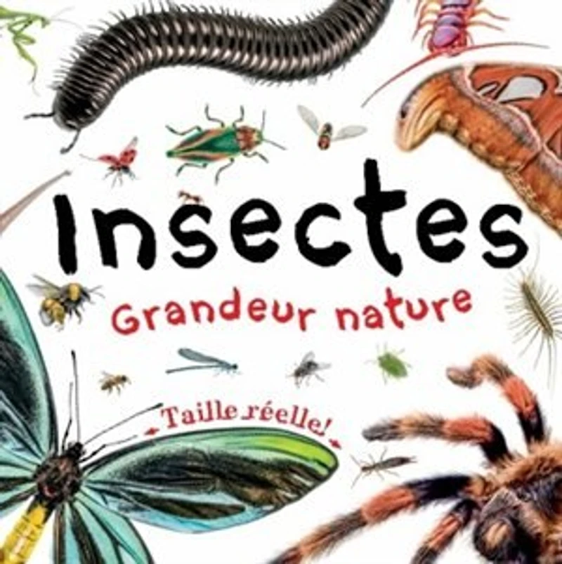 INSECTES