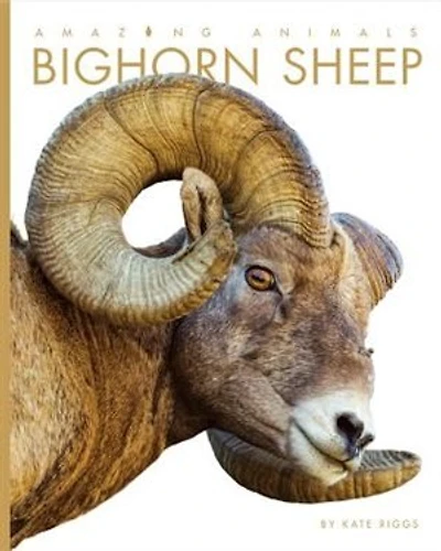 Amazing Animals: Bighorn Sheep