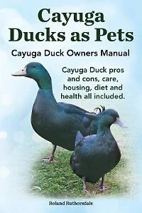 Cayuga Ducks as Pets. Cayuga Duck Owners Manual. Cayuga Duck pros and cons, care, housing, diet and health all included.