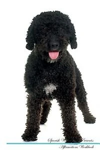 Spanish Water Dog Affirmations Workbook Spanish Water Dog Presents: Positive and Loving Affirmations Workbook. Includes: Mentoring Questions, Guidance, Supporting You.
