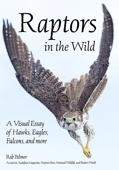 Raptors In The Wild: A Visual Essay Of Hawks, Eagles, Falcons And More