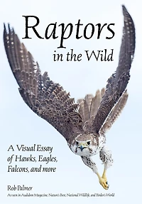 Raptors In The Wild: A Visual Essay Of Hawks, Eagles, Falcons And More