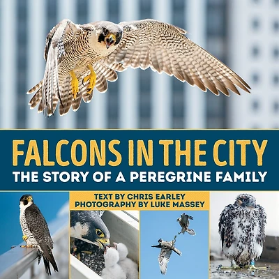 Falcons The City: Story Of A Peregine Family