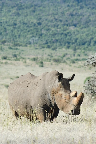 Alive! white rhino - Natural - Photo Art Notebooks (6 x 9 series): by Photographer Eva-Lotta Jansson