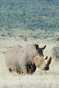 Alive! white rhino - Natural - Photo Art Notebooks (6 x 9 series): by Photographer Eva-Lotta Jansson