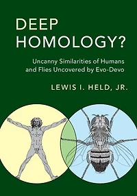 Deep Homology?: Uncanny Similarities Of Humans And Flies Uncovered By Evo-devo