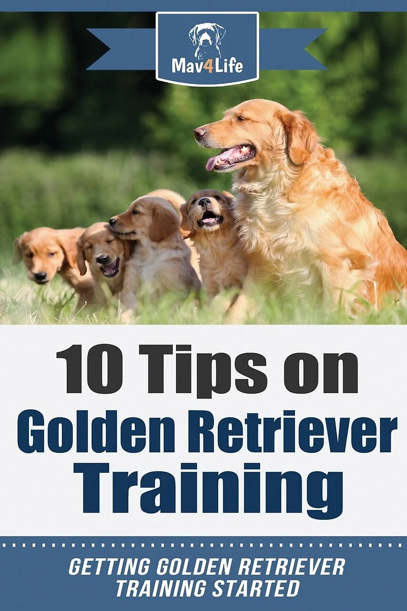 10 Tips on Golden Retriever Training: Getting Golden Retriever Training Started!