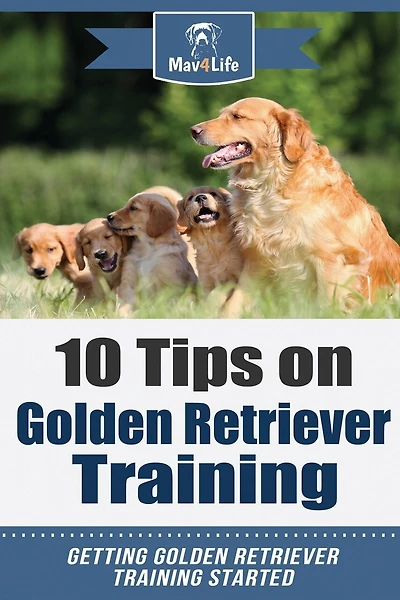 10 Tips on Golden Retriever Training: Getting Golden Retriever Training Started!