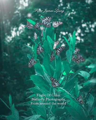 Flight of colorButterfly Photographers: Awsome Pictures of butterflies