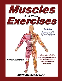 Muscles And Their Exercises