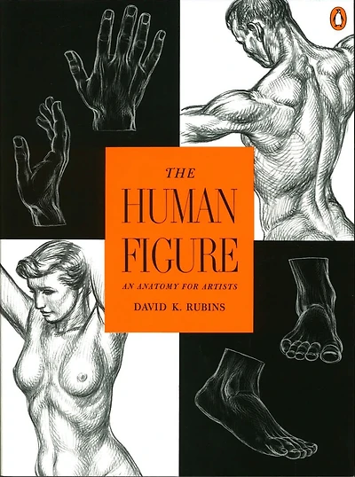 The Human Figure: An Anatomy For Artists