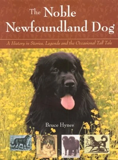 Noble Newfoundland Dog