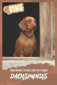 Unbelievable Pictures and Facts About Dachshunds