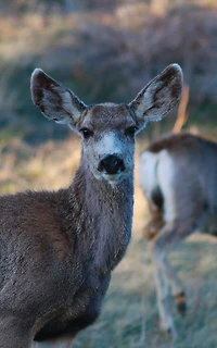 Kid's Petite Deer Journal: Volume One