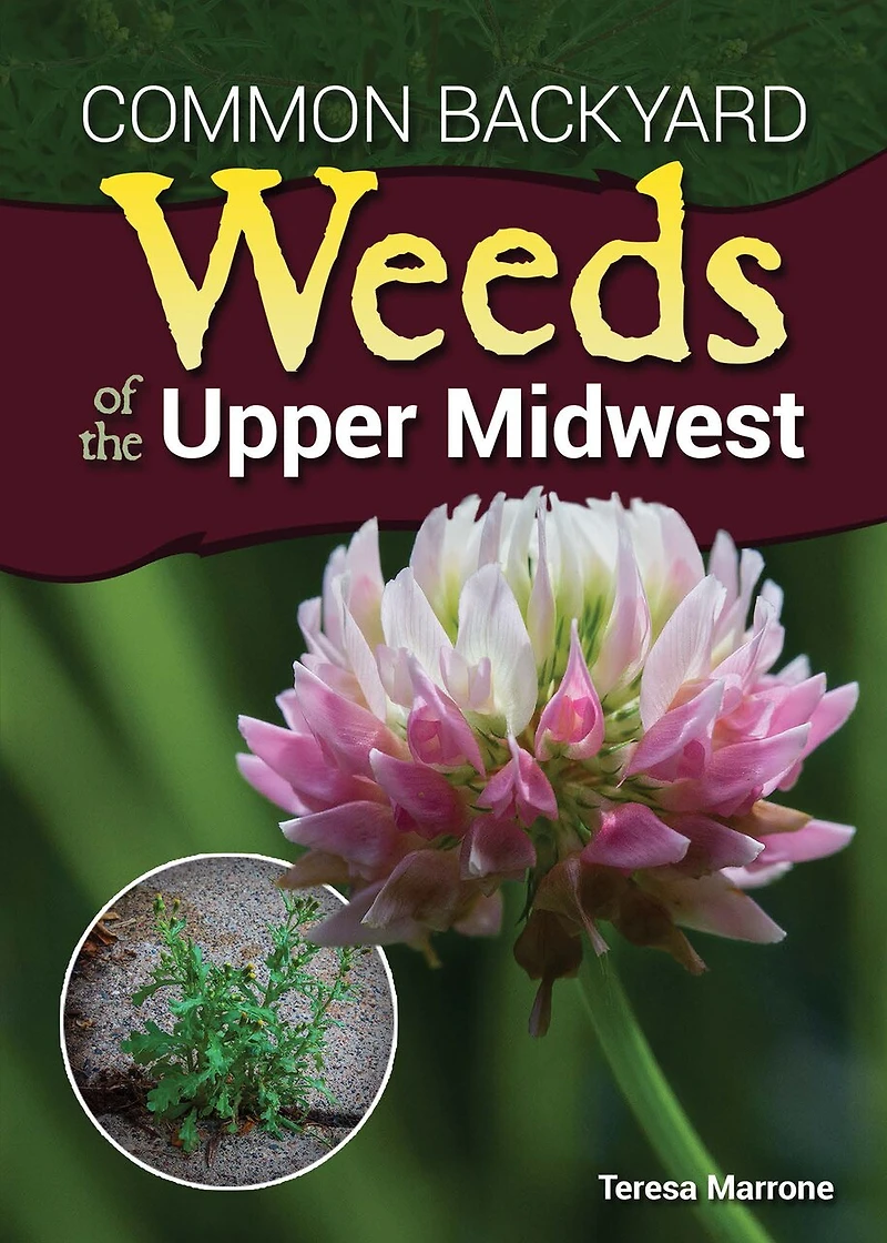 Common Backyard Weeds of the Midwest: Identify 157 and Know What to Pull or Protect