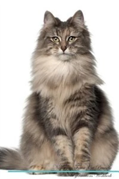 Norwegian Forest Cat Affirmations Workbook Norwegian Forest Cat Presents: Positive and Loving Affirmations Workbook. Includes: Mentoring Questions, Guidance