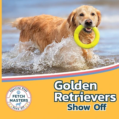 Golden Retrievers Show Off
